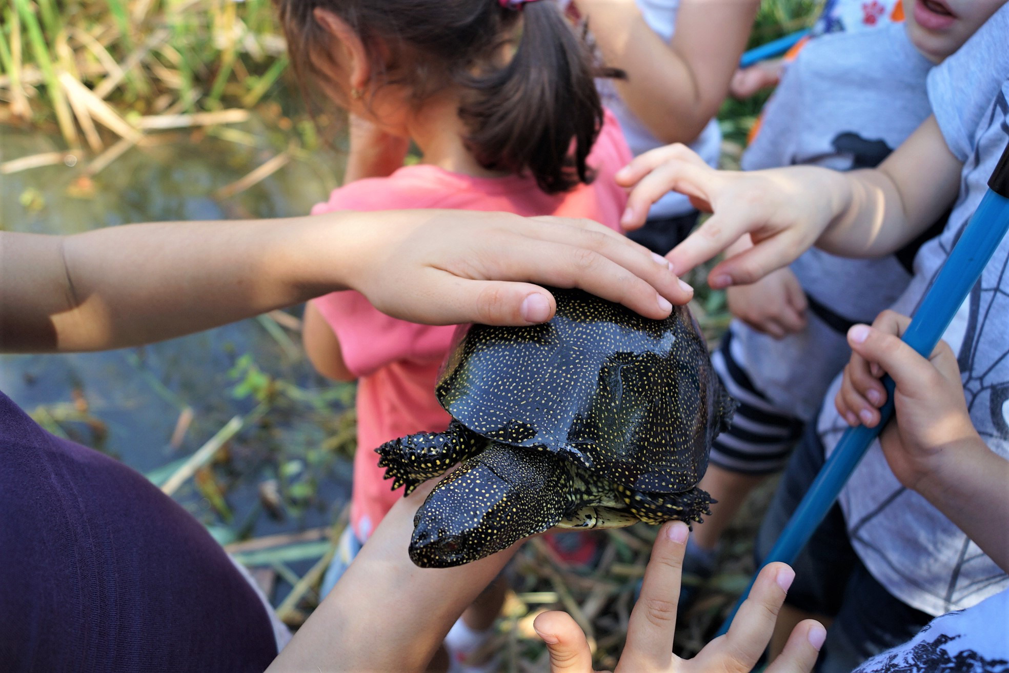 copiii tin in mana o testoasa