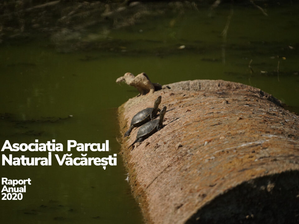 2 testoase stand la soare pe o teava din lac