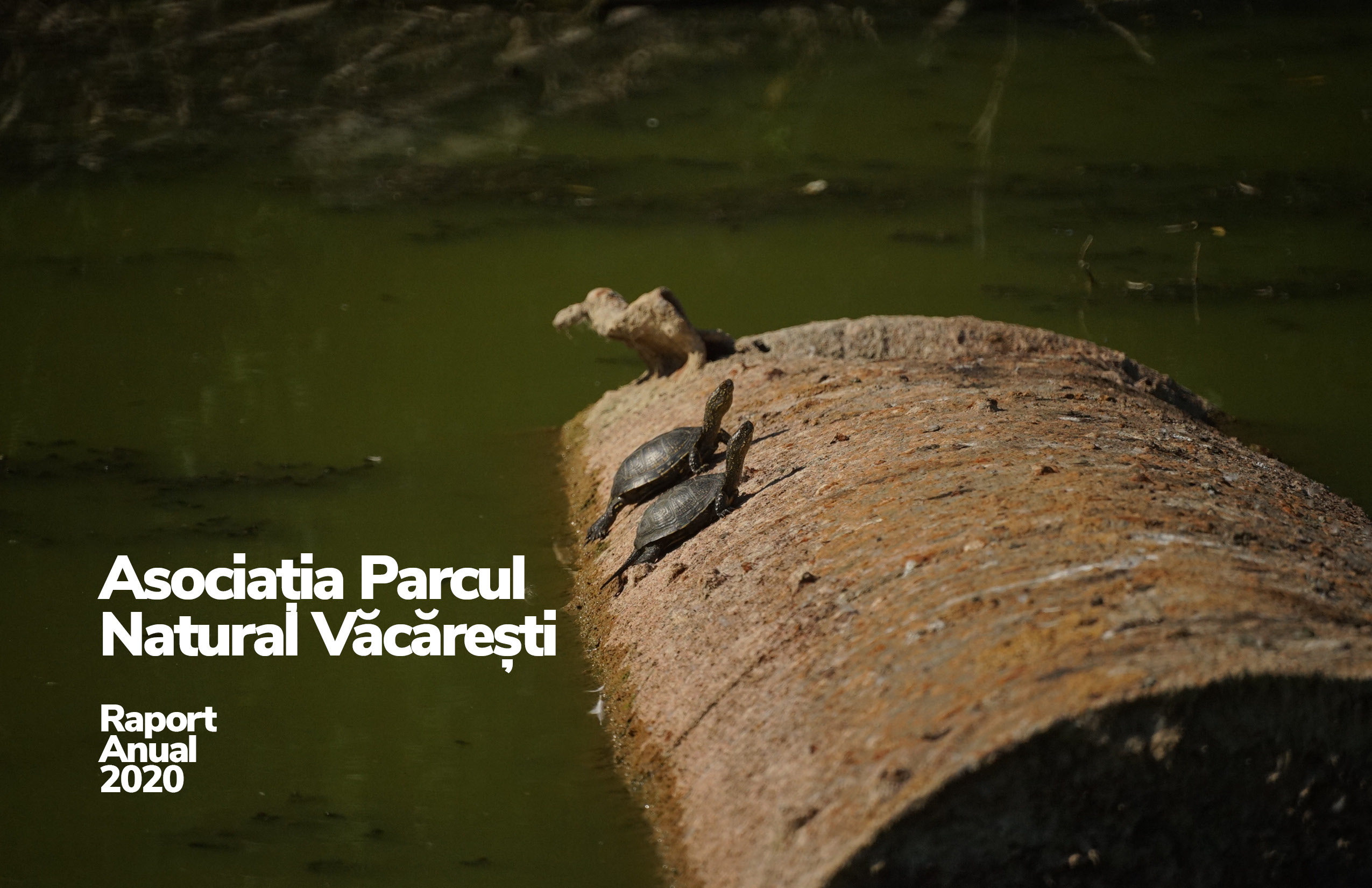 2 testoase stand la soare pe o teava din lac
