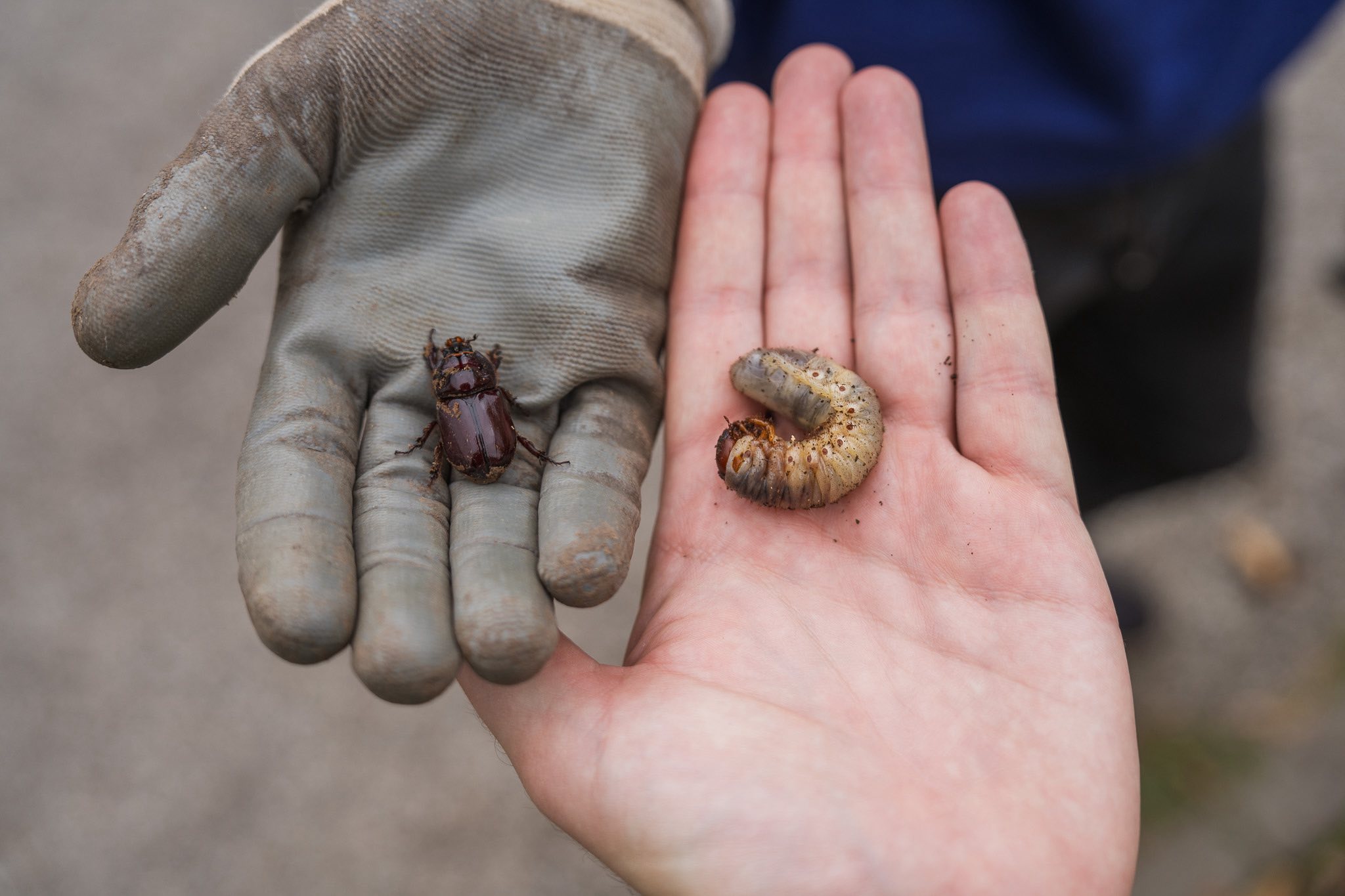 570391225_1137053811976815_3143349685392230917_n