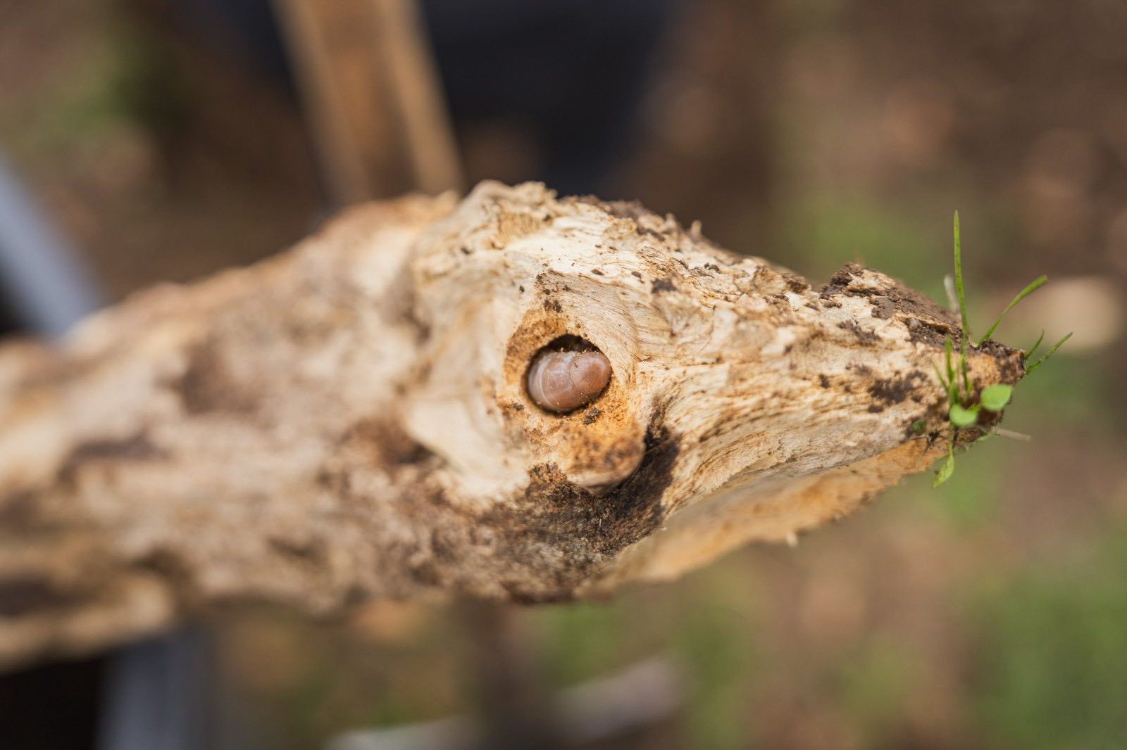 573074800_1137053708643492_4295527509993428133_n