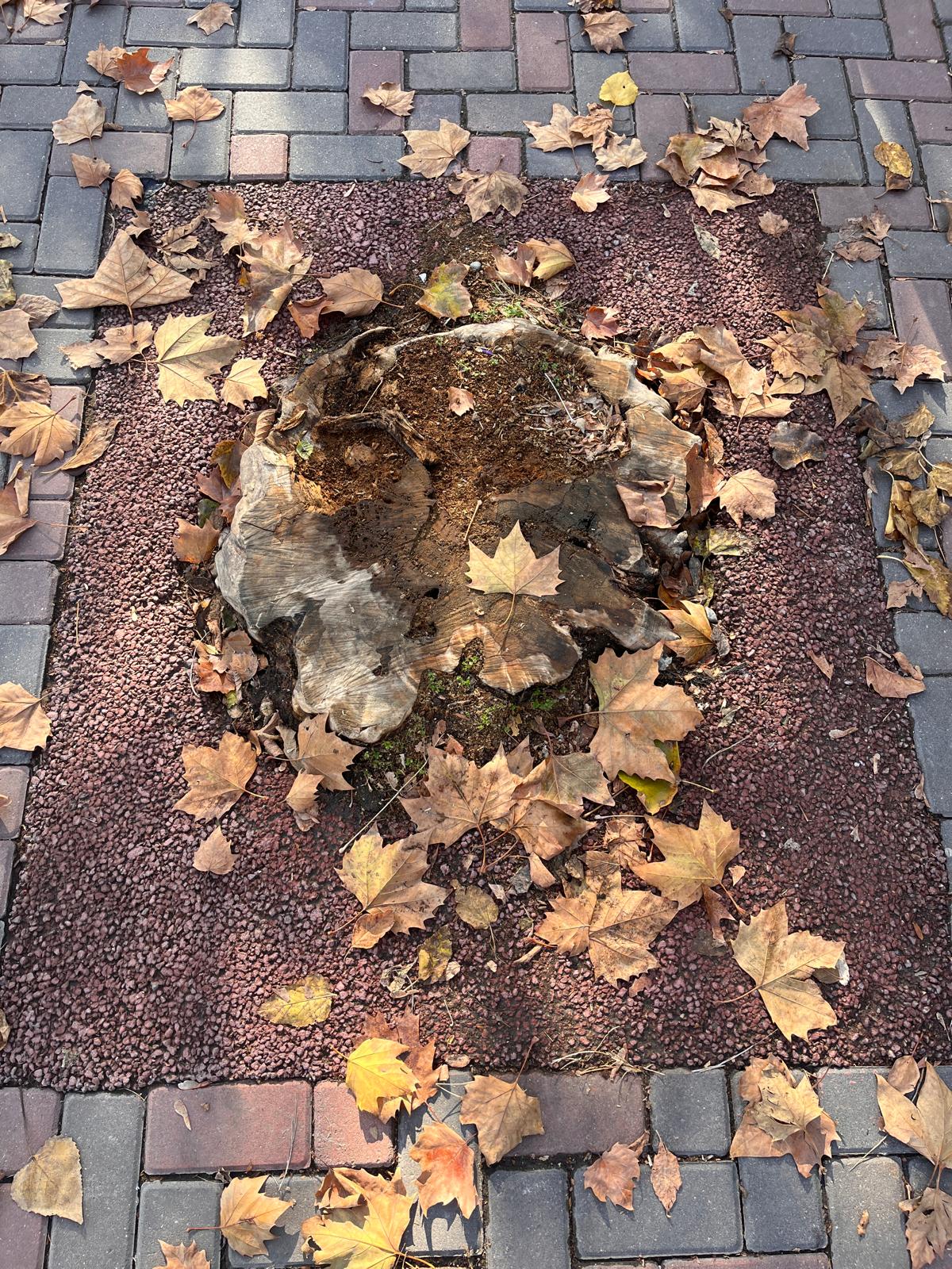 WhatsApp Image 2025-10-23 at 15.05.26 (1)