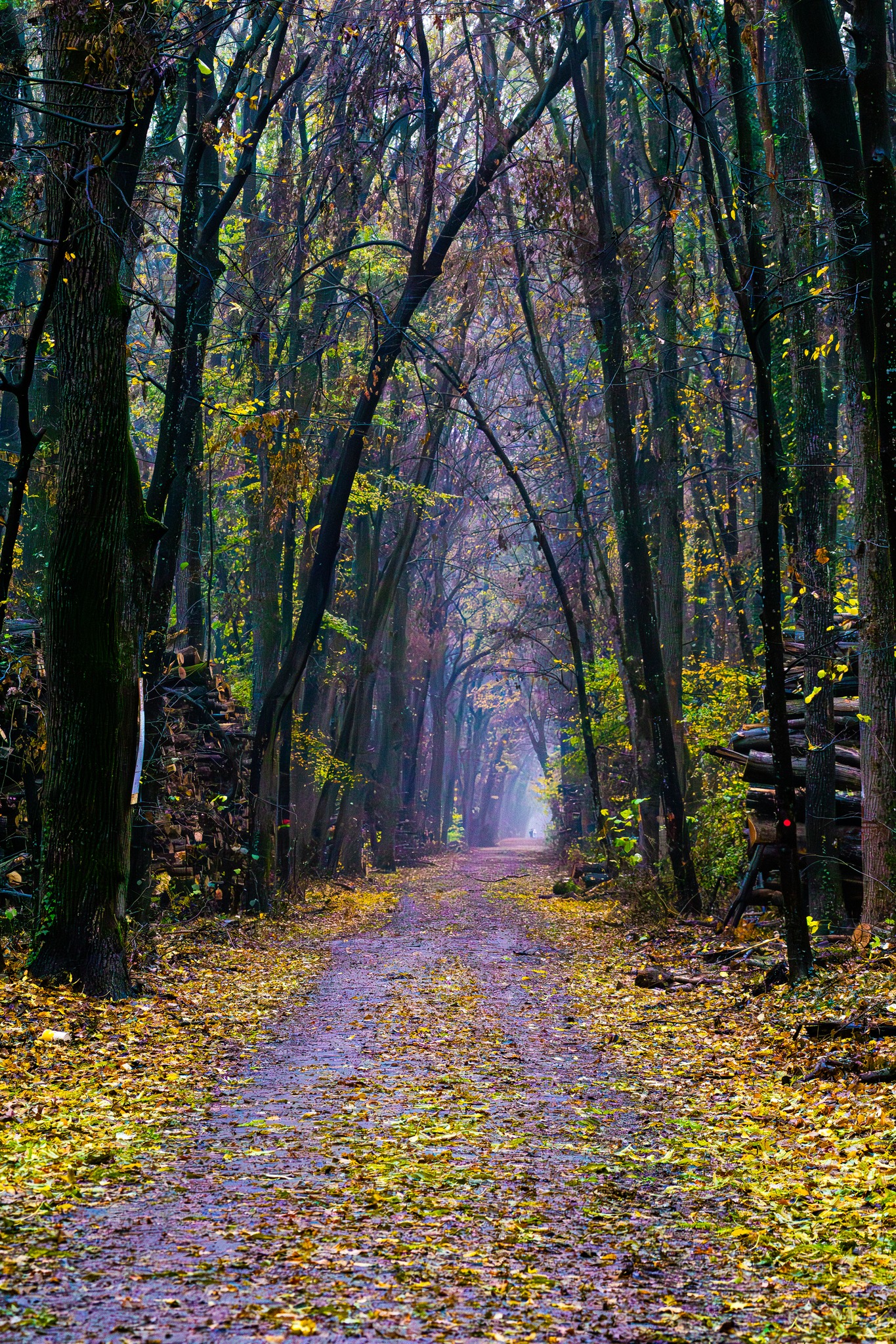 577630673_1149399147408948_8737088205710706604_n