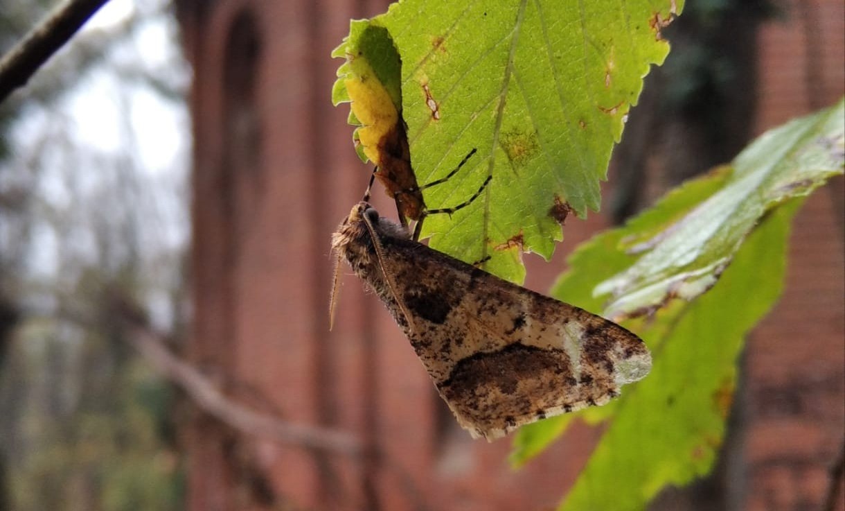 577889780_1149418487407014_3563501044373776536_n