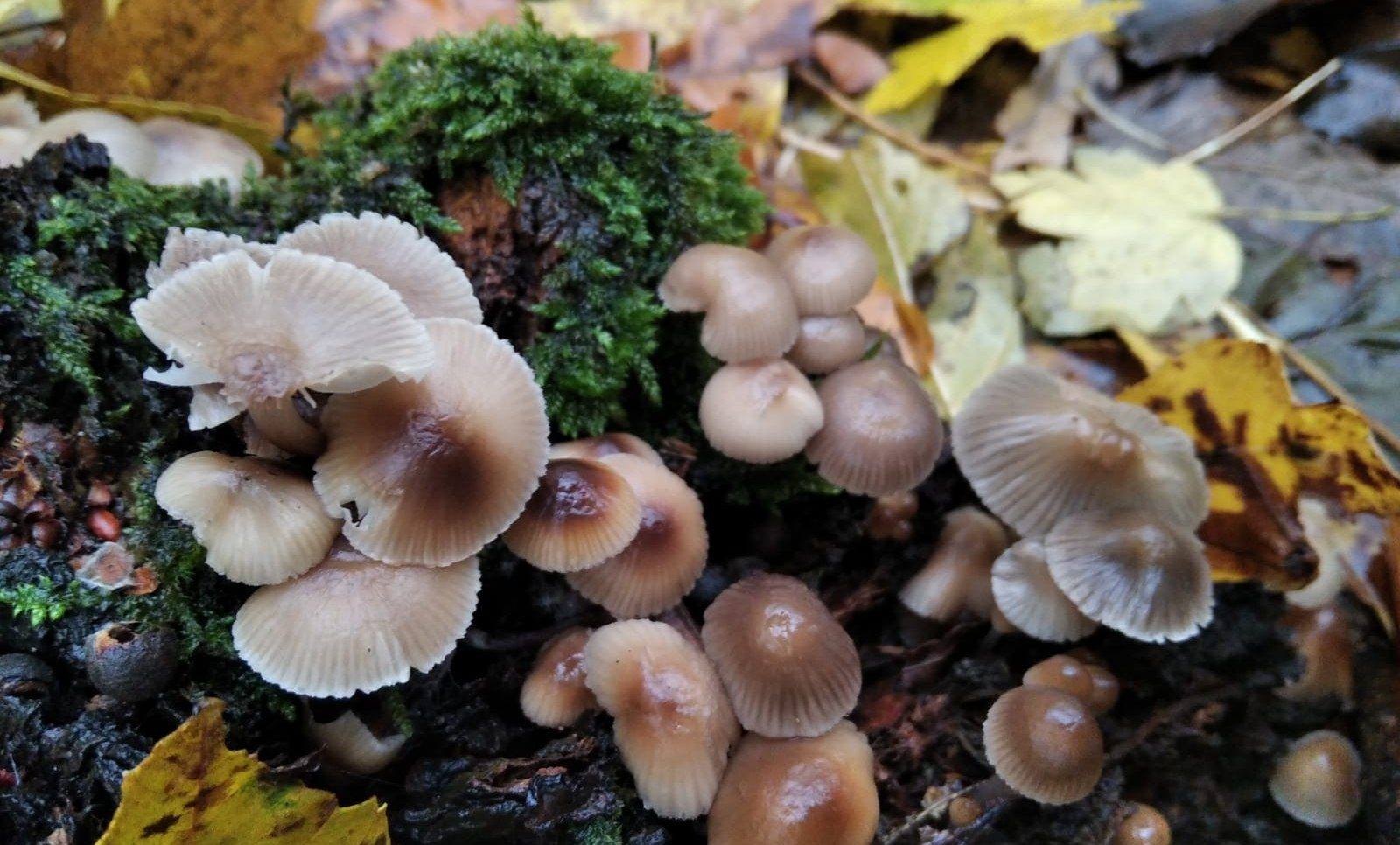 578256534_1149419010740295_5093381309708516641_n