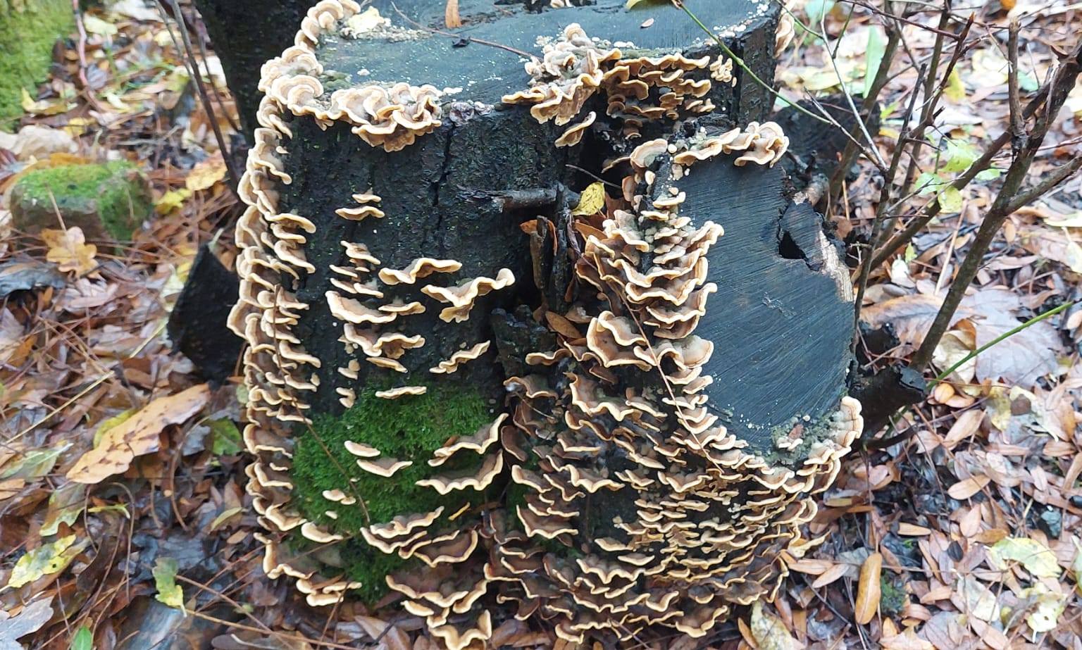 580510610_1149416540740542_9037967971746262765_n