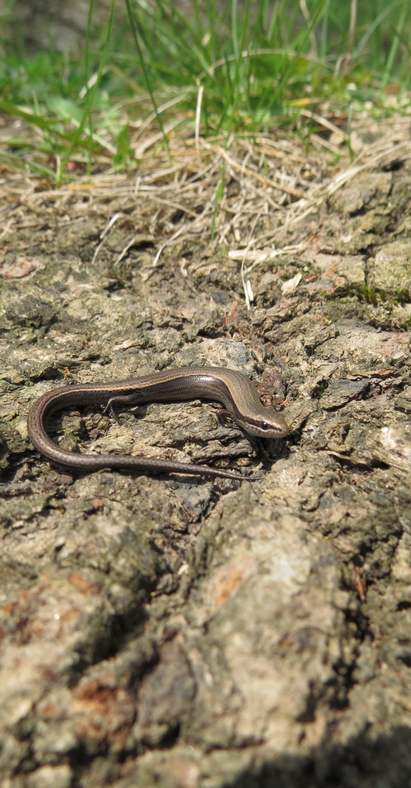 1 Soparlita de frunzar