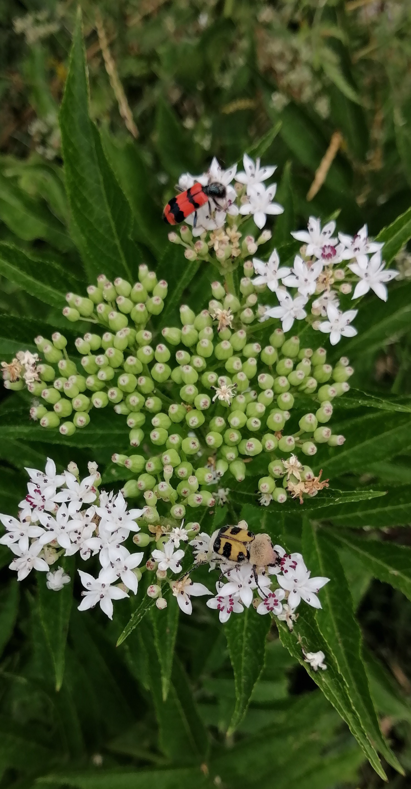 3 Polenizatori din Petricani