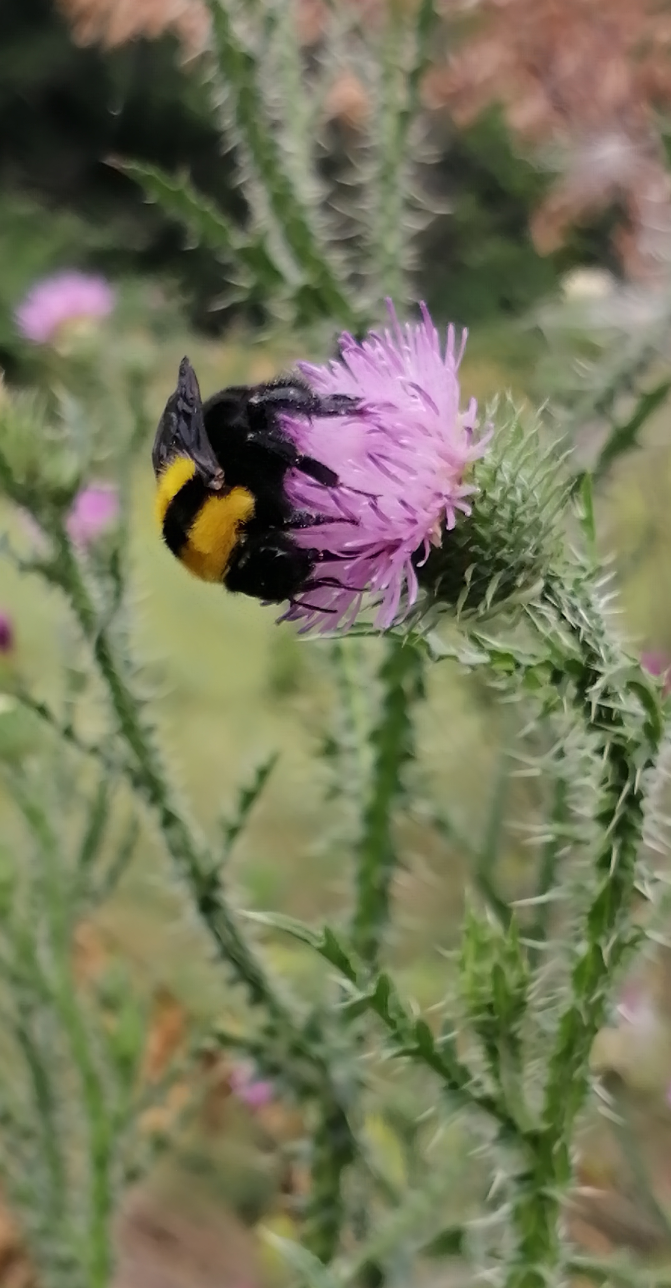 4 Bondarul de argila