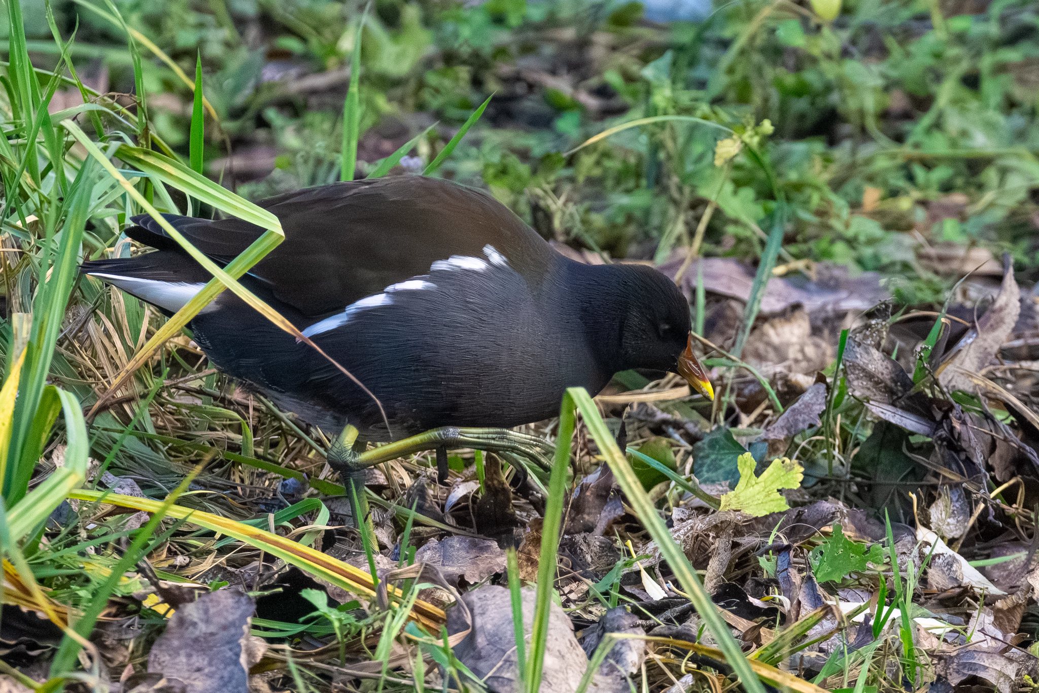 596821894_1175274271488102_8330298847651882702_n