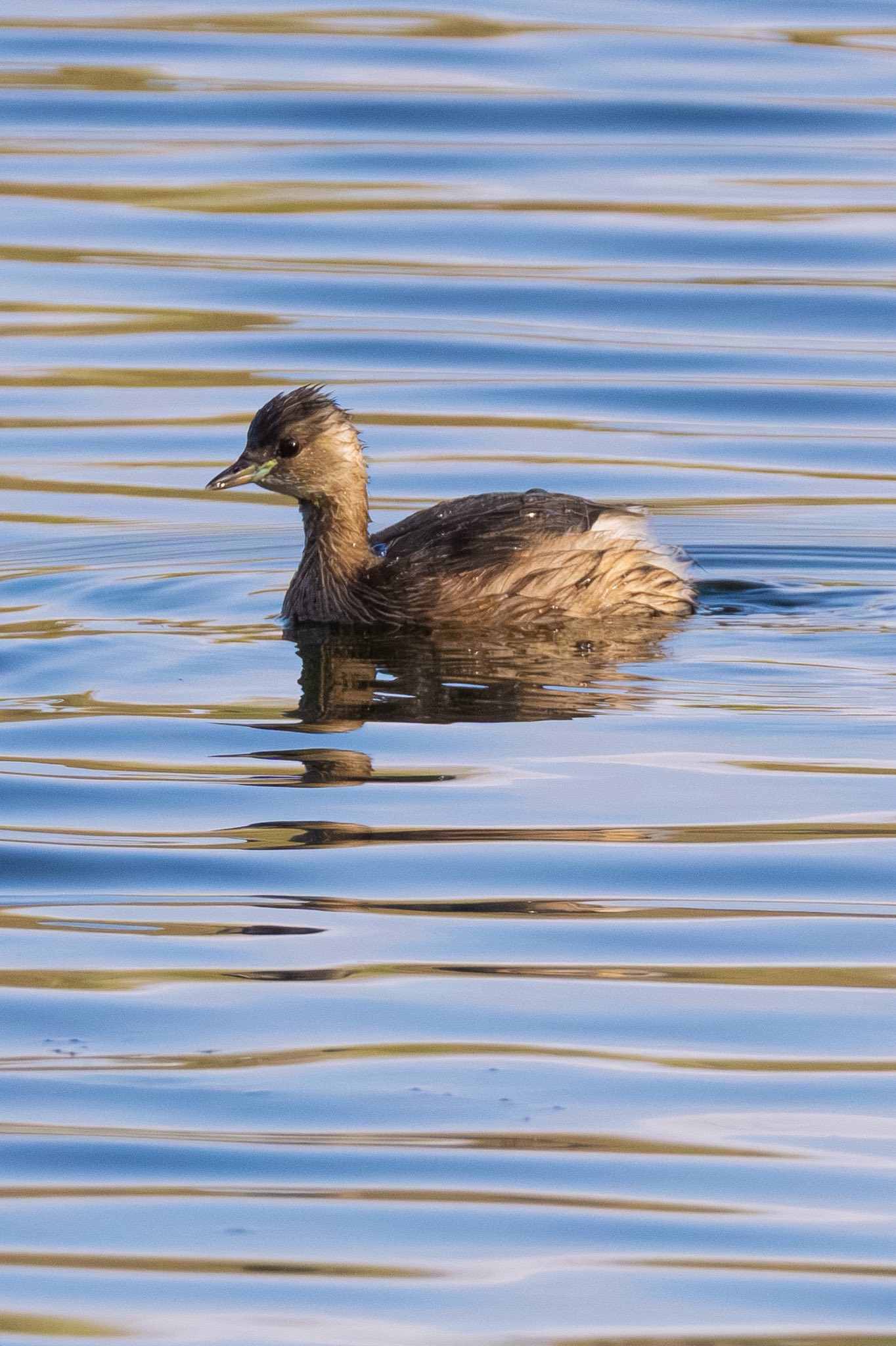 597962237_1175274821488047_4796514144899589668_n