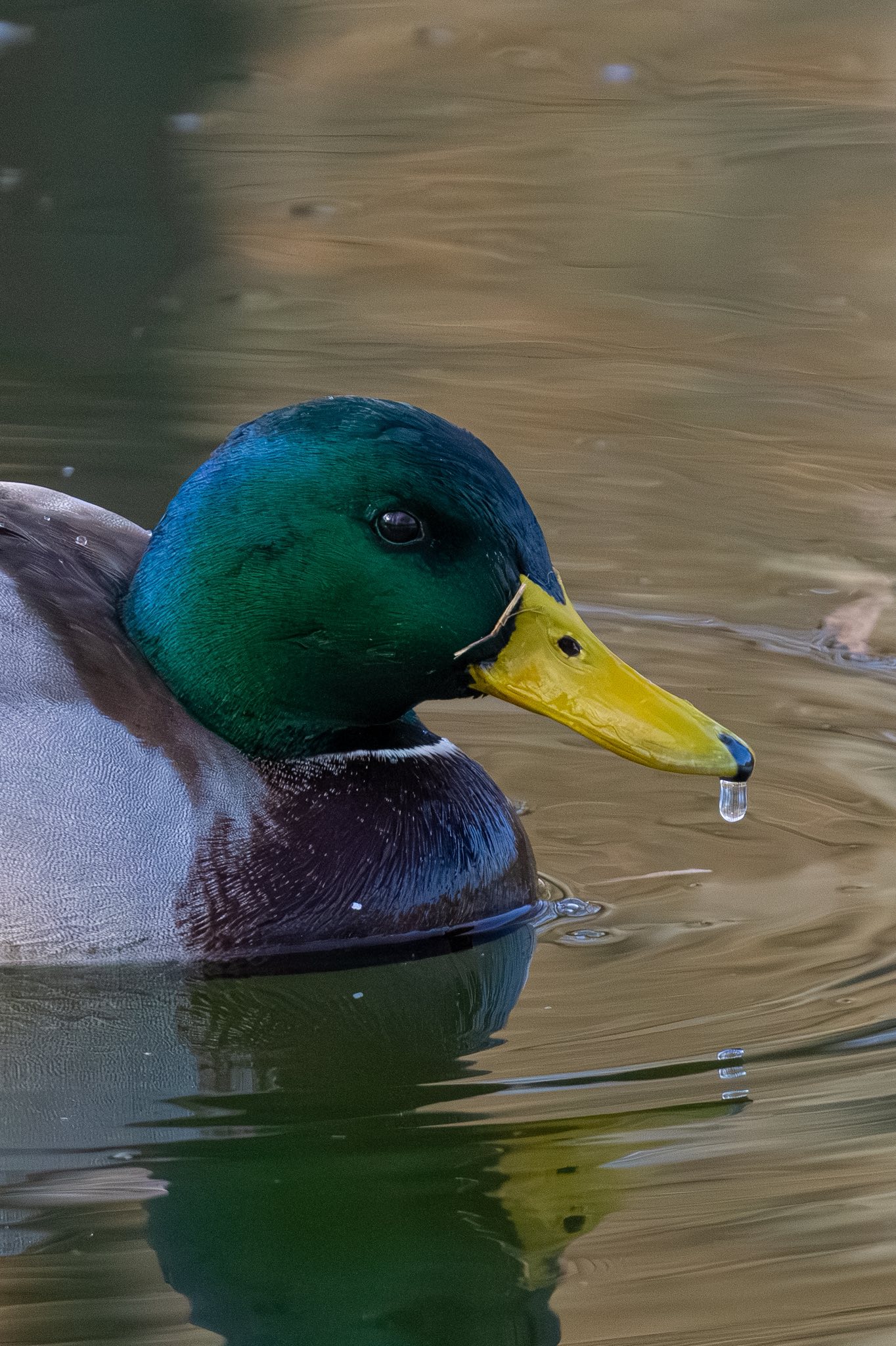 599333270_1175274444821418_5432380363543866251_n