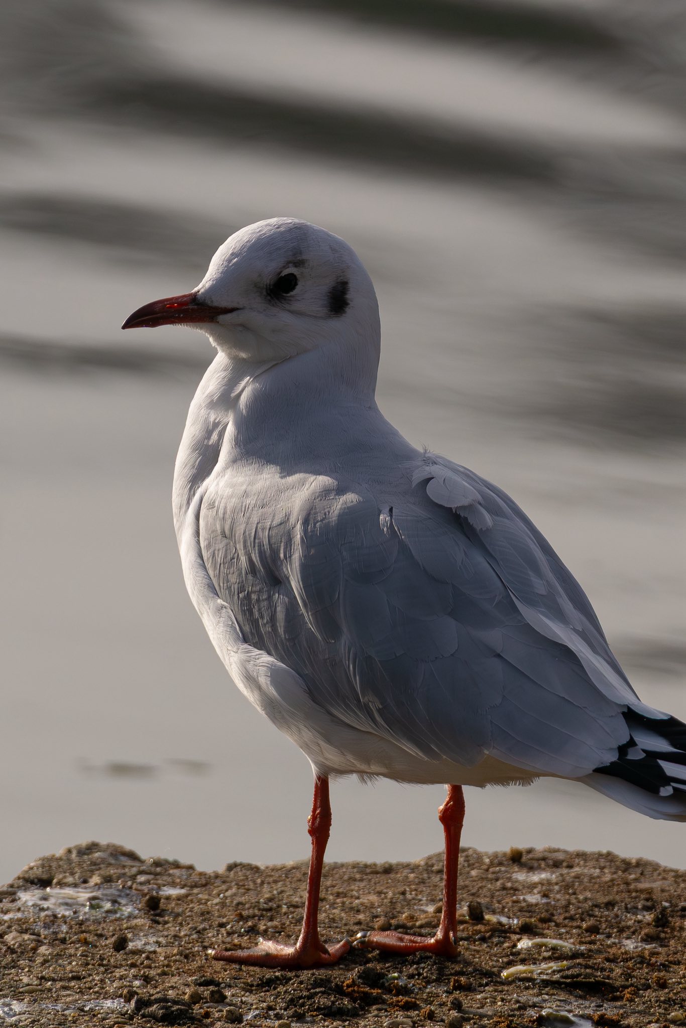 599615463_1175274828154713_2176926279988334078_n