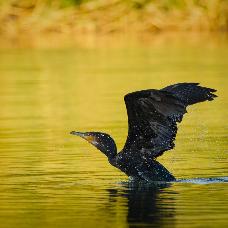 Cormoran mic decolând de pe lac