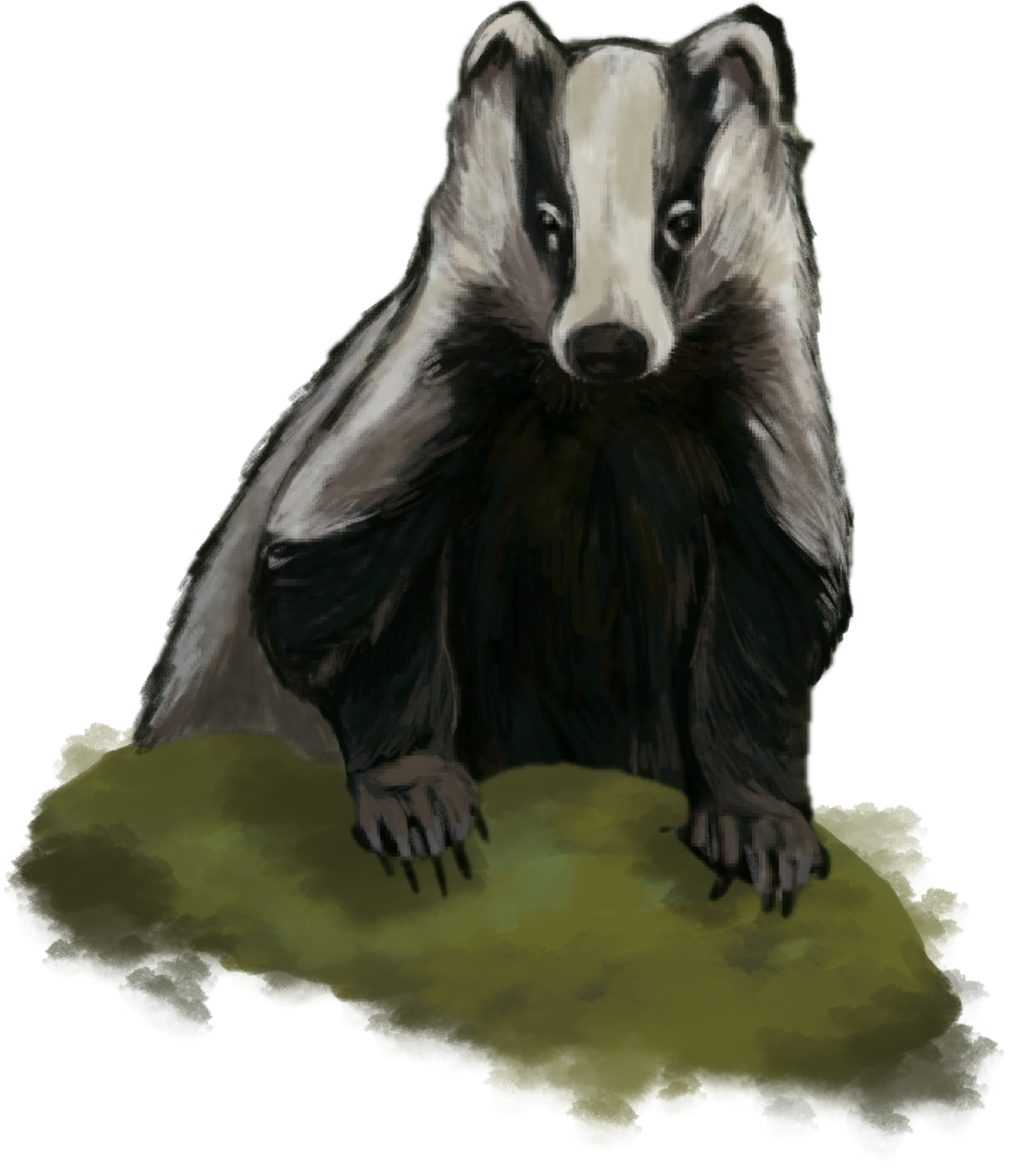 Bursucul