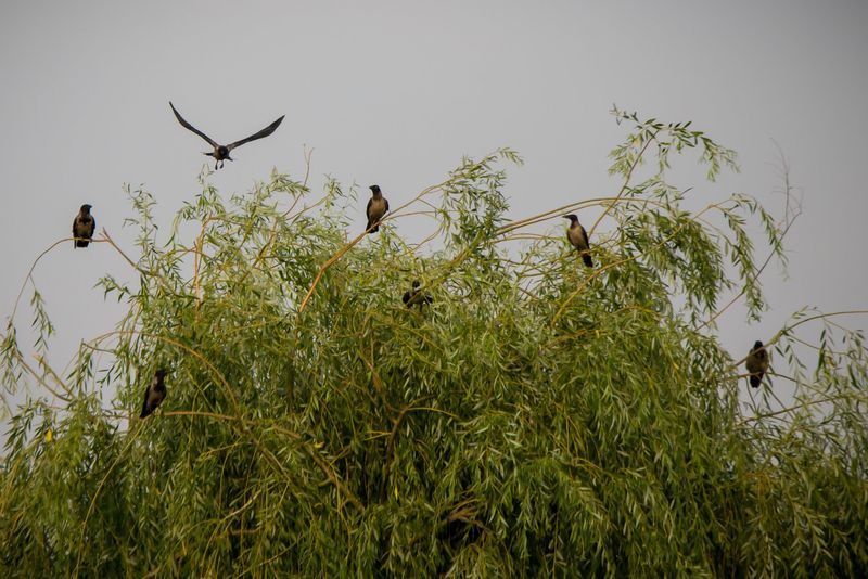 Cormorani mari în sălciile de pe mal